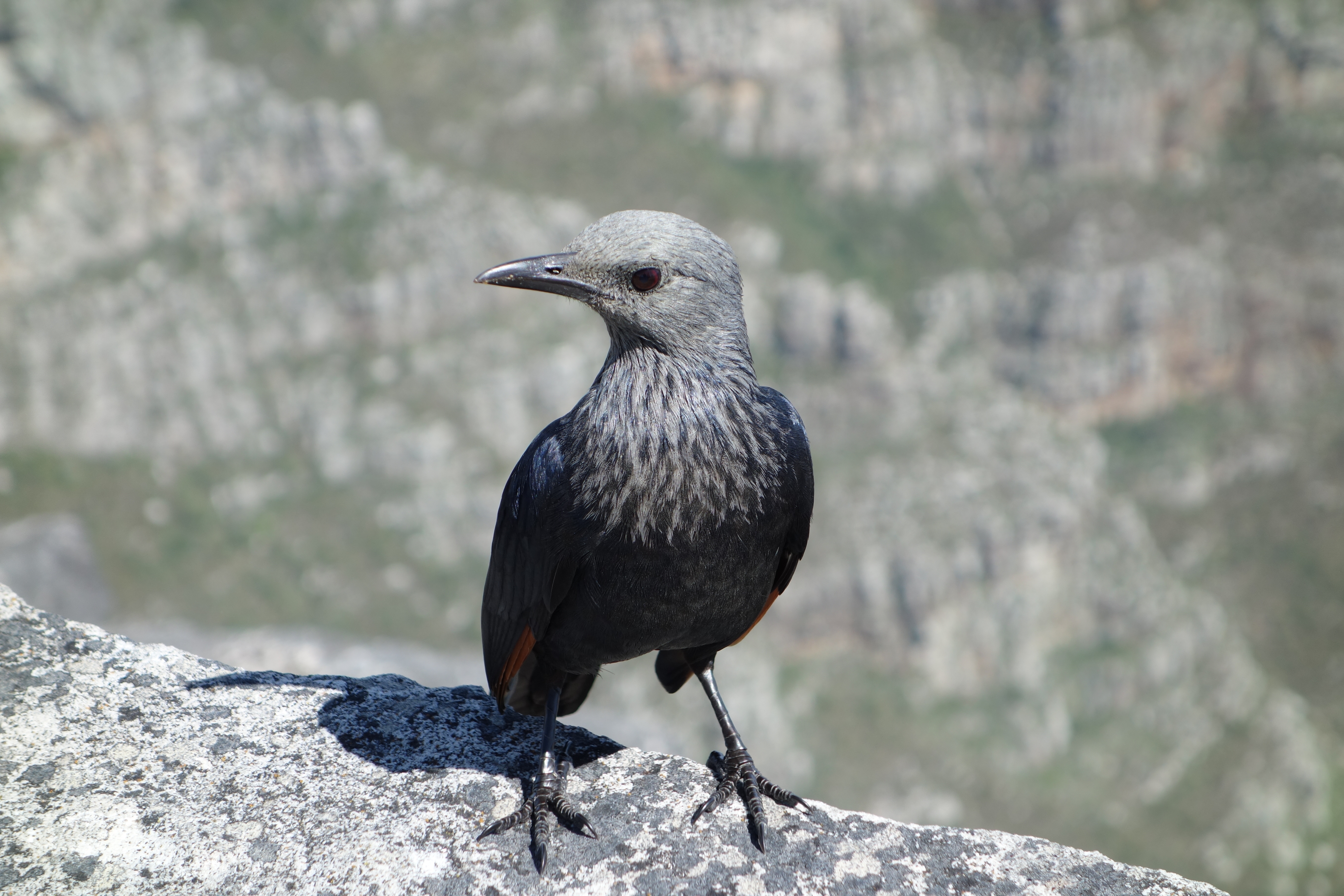 Darum sage ich euch: sorget nicht um euer Leben, was ihr essen und trinken werdet… seht die Vögel unter dem Him-mel an: sie säen nicht, sie ernten nicht in die Scheunen und euer himmlischer Vater ernährt sie doch! Seid ihr denn nicht viel mehr als sie? Matthäus 6,25a+26